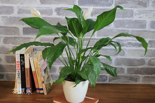 激光祛斑后国产高清在线观看直播，解锁摄影新境界，打造视觉艺术的巅峰体验