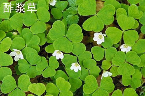 动漫怎么说久久久久精品国产亚洲av含羞草，探索二次元世界的语言艺术与文化内涵