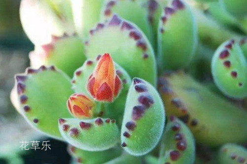 父鬼2动漫四虎精品寂寞少妇在线观看，亲情与恐怖的交织，一场超现实的心灵震撼之旅