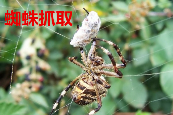 中草药香附精品国产**福利网站，神奇的自然疗法，解锁传统医药的秘密