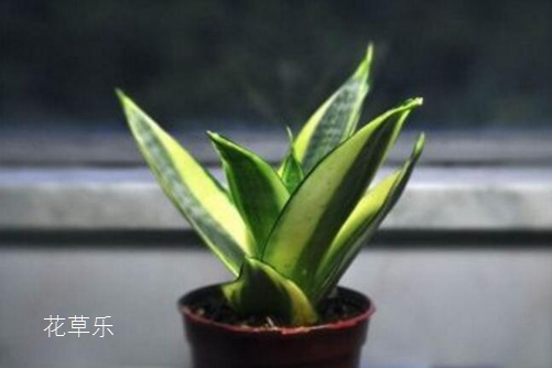 单反镜头有哪些品牌四虎精品寂寞少妇在线观看，探索那些塑造摄影艺术的品牌巨头