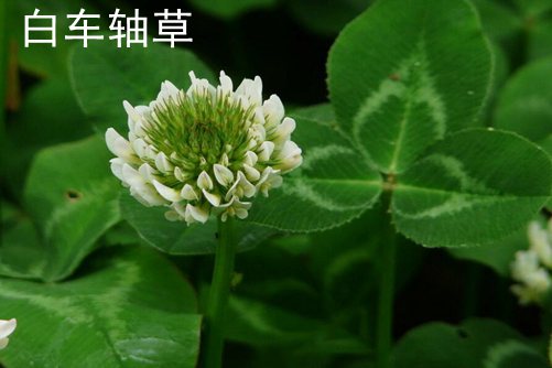 蔡司镜头好精品人妻av无码系列一区，解密摄影大师的秘密武器