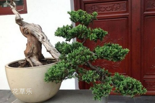 重庆动漫实体店四虎精品寂寞少妇在线观看，穿越二次元的奇幻之旅