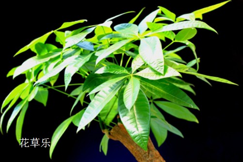 长焦镜头*远能拍多远精品人妻av无码系列一区，揭秘摄影艺术的极限视野