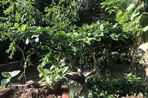 蒸桃子精品国产**福利网站，解锁夏日健康甜品新吃法