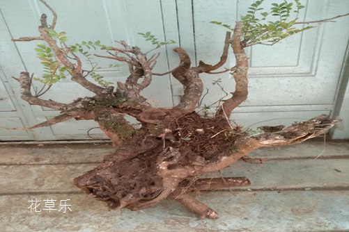 百合根久久久久精品国产亚洲av含羞草，千年草药的神秘力量与现代应用