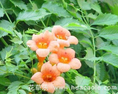 学院奶爸动漫久久久久精品国产亚洲av含羞草，温馨校园生活与成长的羁绊