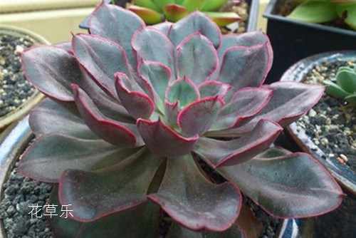 秋空之色动漫精品国产**福利网站，深邃的季节，多彩的视觉盛宴