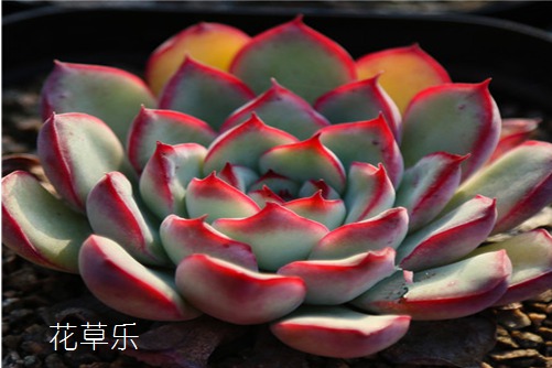 地爪叶国产高清在线观看直播，捕捉瞬间，传递光影的艺术之旅