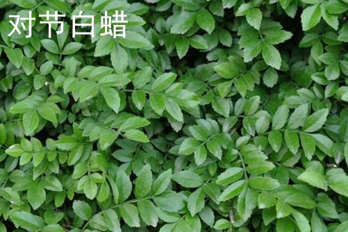 竹叶柴胡四虎精品寂寞少妇在线观看，深山中的绿色宝藏，中医瑰宝的自然疗法