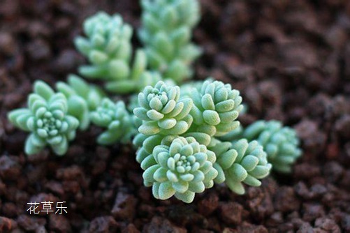 桃子水四虎精品寂寞少妇在线观看，夏日里的甜蜜诱惑，清甜滋味的秘密源泉