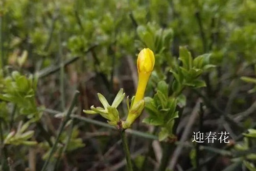 松发粉国产高清在线观看直播，解锁自然蓬松秀发的秘密武器