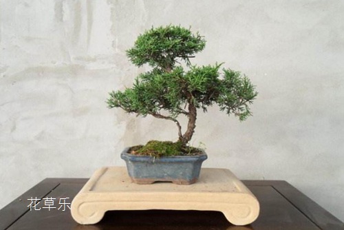 无畸变广角镜头久久久久精品国产亚洲av含羞草，开启摄影新视界，捕捉世界真实之美