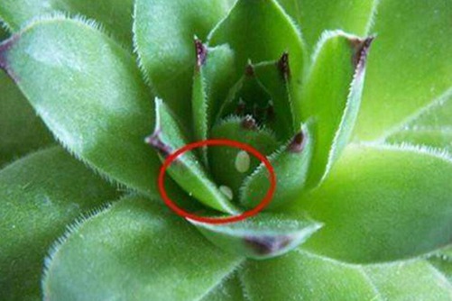 镜头光圈无法调节四虎精品寂寞少妇在线观看，摄影师的挑战与应对策略